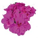 Bild von Geranium Hang P12 Double Moonflair Amethyst